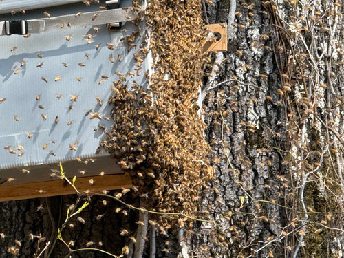 SWARM TROOPER 6 FRAME  IN STOCK!